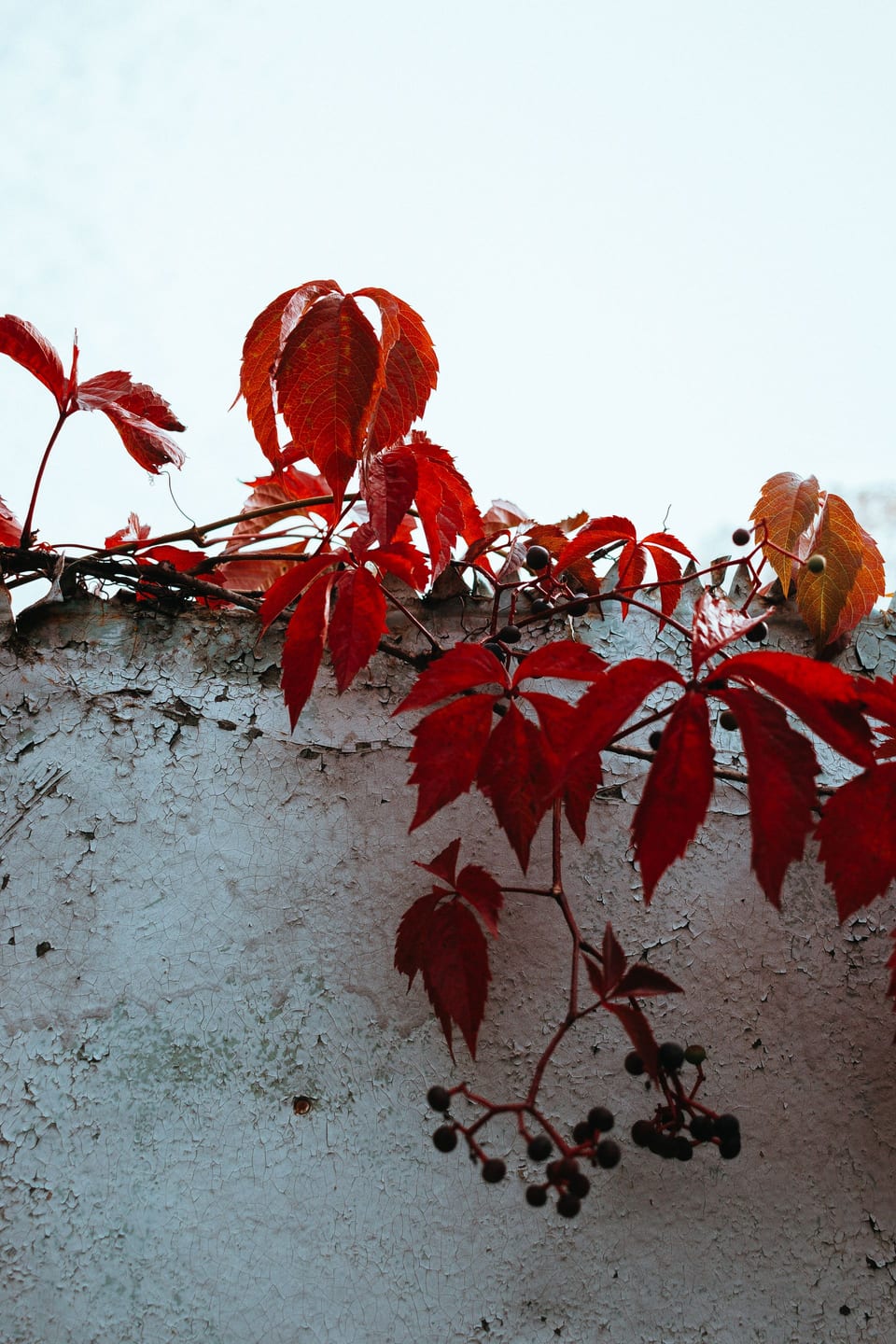 Golden vine leaves in close-up during autumn