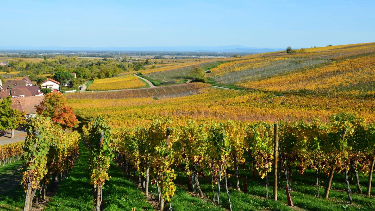 Golden vineyard at harvest time, autumn vine leaves