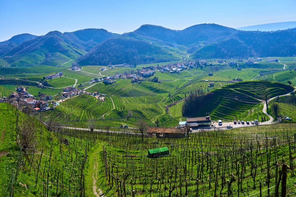 Syrah Fire 2020