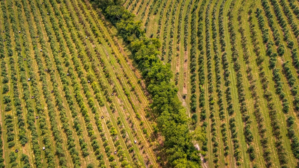 Riesling Dew 2023