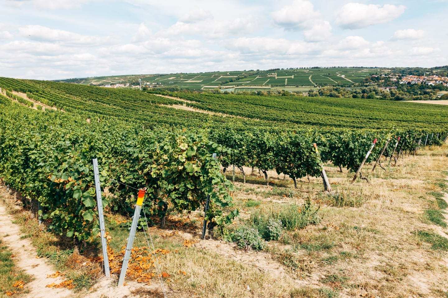 Vineyard rows swell with sun at summer noon