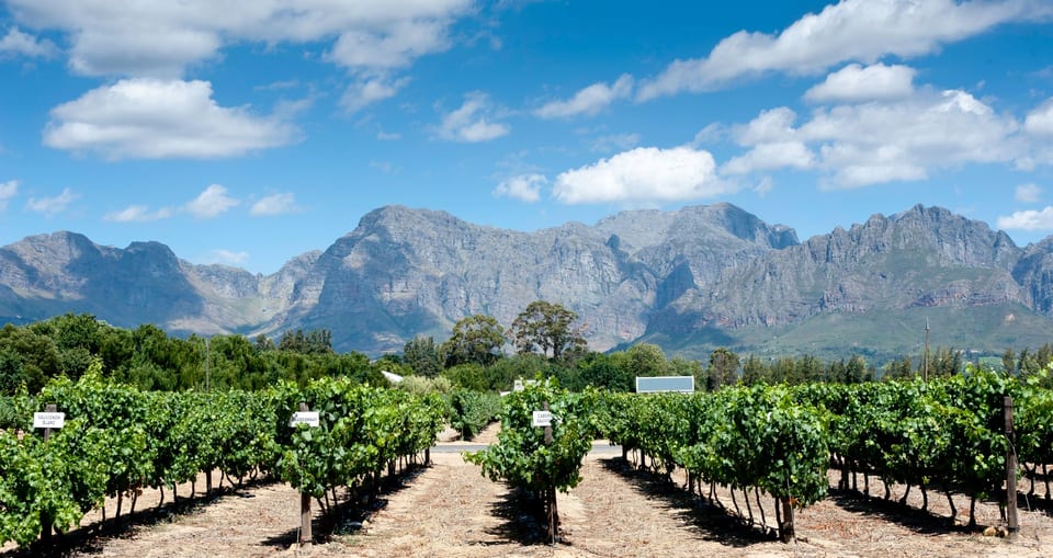 Chardonnay Dawn 2022